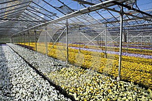 Greenhouse