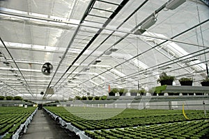 Greenhouse