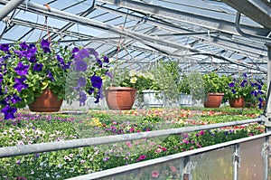 Greenhouse