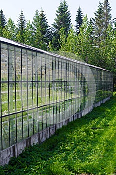 Greenhouse