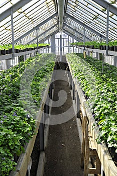 In greenhouse