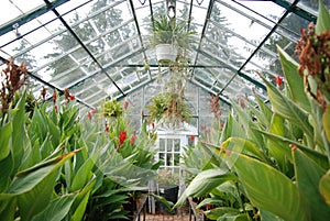 The Greenhouse