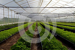 Greenhouse agriculture Growth farm plant freshness nature ,generative AI