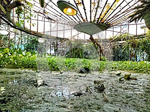 Greenhouse of aquatic tropical plants