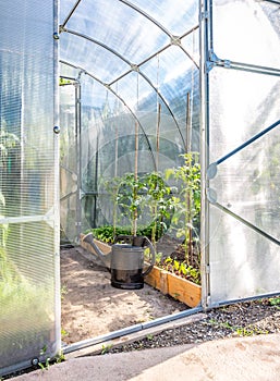 Greenhouse in back garden with open door and bailer