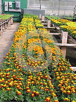 Greenhouse Benches