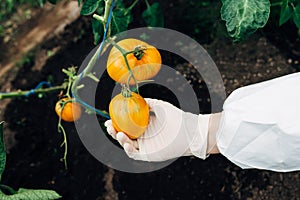 Greenhouse biotechnology engineer examines tomato for disease