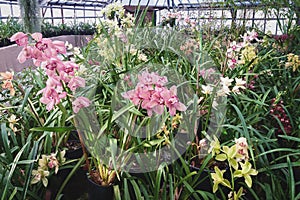 Greenhouse with blooming orchids in botanical garden