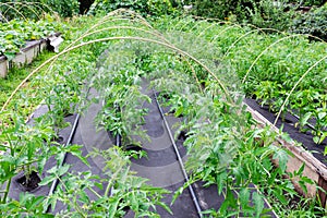 Greenhouse in a box for growing. Seedling tomato, grown in a large box on a protective nonwoven cover