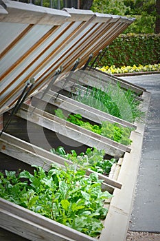 Greenhouse Boxes