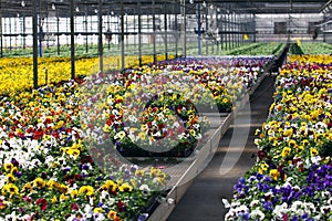Greenhouse with bright colorful flowers