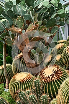 Greenhouse Cacti Enchanting Oasis: Cacti Harmony in the Botanical Haven. Embarking on a Green Journey: Cacti Elegance in