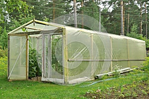 Greenhouse cellophane sprouts