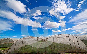 Greenhouse with chard vegetables under dramatic blue sky