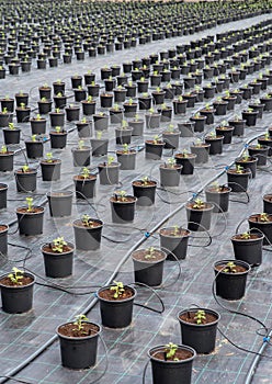 Greenhouse for Chrysanthemum flower seedling planting plots. Soil disinfection film. Flower Potted Plants Irrigation.