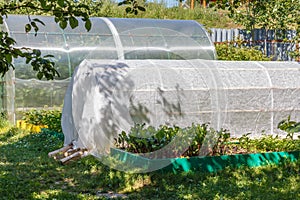 Greenhouse, cold frame and seedbed. Vegetables growing in the vegetable garden.