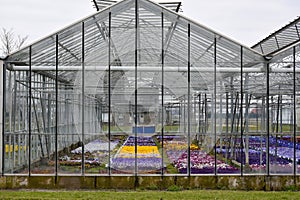 Greenhouse with colorful pansy flowers