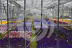 Greenhouse with colorful pansy flowers