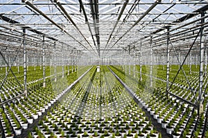 Greenhouse Conifers photo