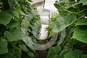 Greenhouse crop seedlings