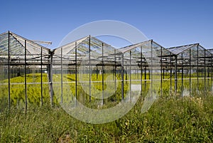Greenhouse with crops