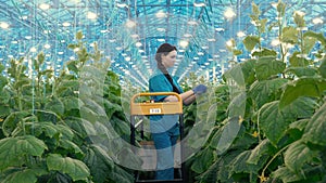Greenhouse cucumbers are being cultivated by an agriculturist