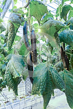 Greenhouse cucumbers of huge sizes hanging on `lianas` grown with the use of technology `hydroponics`