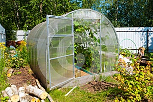 Greenhouse with cucumbers on russian dacha