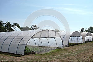 Greenhouse with cultivated fresh vegetables photo