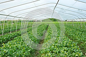 Greenhouse cultivation photo