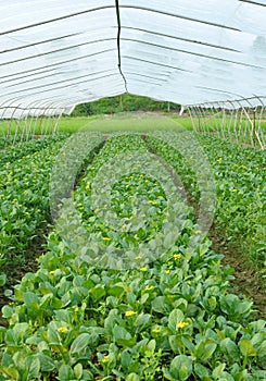 Greenhouse cultivation