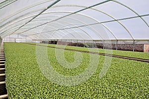 Greenhouse cultivation