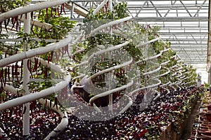 Greenhouse cultivation