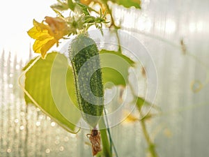 Greenhouse cultivation of cucumbers. The autumn crop of cucumbers in the greenhouse.