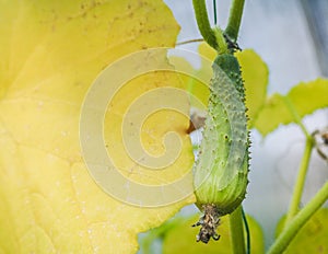 Greenhouse cultivation of cucumbers. The autumn crop of cucumbers in the greenhouse.