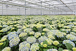 Greenhouse with cultivation of hydrangea