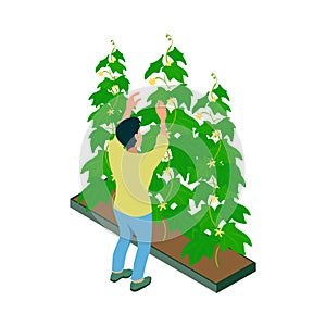 Greenhouse Cultivation Isometric Composition