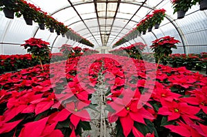 Greenhouse cultivation of poinsettias