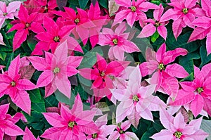 Greenhouse cultivation of poinsettias