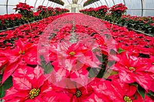 Greenhouse cultivation of poinsettias photo
