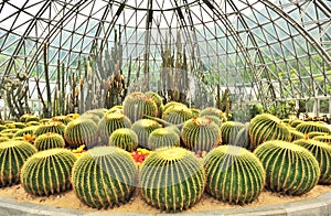 Greenhouse of desert plants photo