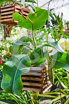 Greenhouse detail of wood hanging carnivorous pitcher plants