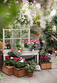 Greenhouse Display