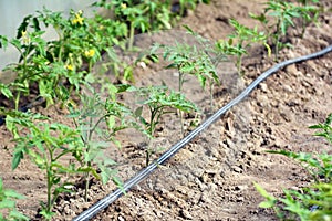 Greenhouse with drip irrigation when growing tomatoes