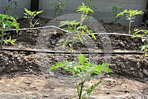 Greenhouse with drip irrigation when growing tomatoes