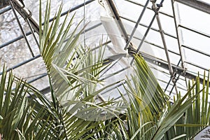 Greenhouse with exotic plants in flower pots. plant growing and gardening. green leaves of tropical plants.