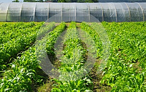 Greenhouse on a farm for food production photo