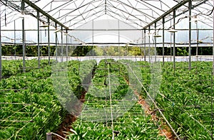 Greenhouse farming