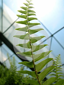 Greenhouse Fern