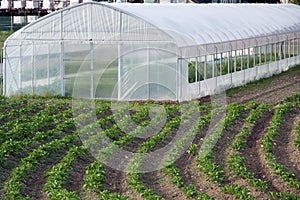 Greenhouse on the field
